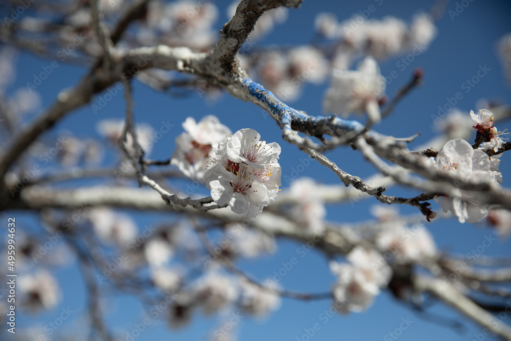 spring blossoming tree apple or cherry spring blossoming tree apple or cherry