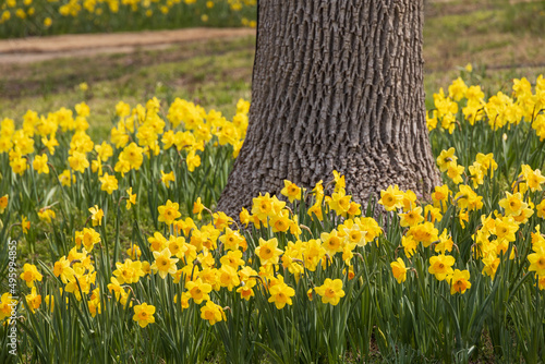 Field of daffodils in the park