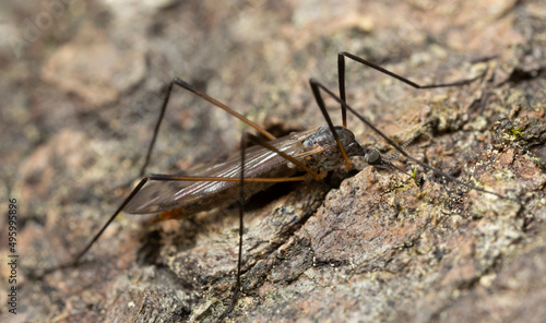 Female limonid, crane fly, Rhipidia uniseriata on aspen bark © Henrik Larsson