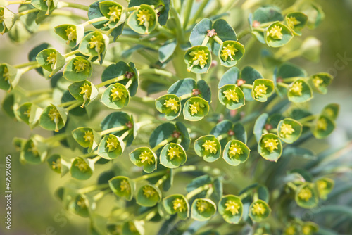 Myrtle Spurge, Euphorbia, flower close-up