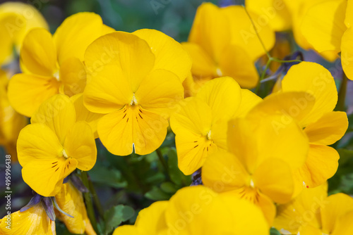 Yellow pansies, flower close-up