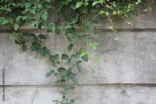 Plastered concrete walls have creepers and weeds.