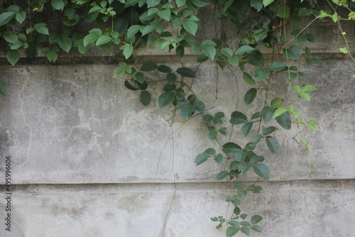 Plastered concrete walls have creepers and weeds.