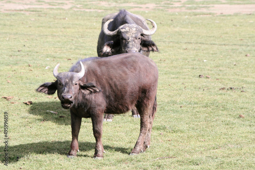 African buffalos, Syncerus caffer, at the Lake Naivasha