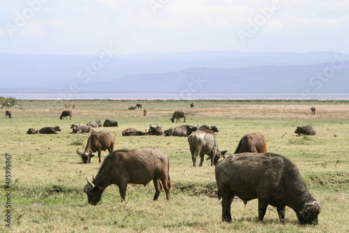 African buffalos  Syncerus caffer  at the Lake Naivasha