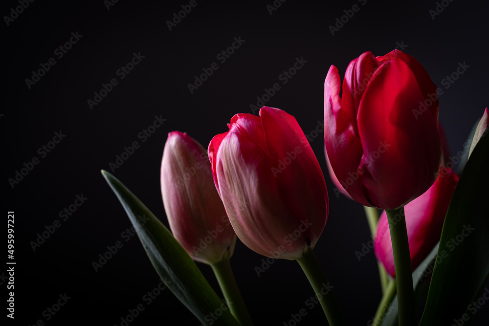 Red tulips in bloom with smooth red petals bouquet on a black background Red tulips in bloom with smooth red petals bouquet on a black background