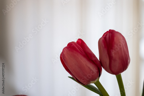 Red tulips flower bouquet on a white curtains background indoor scene
