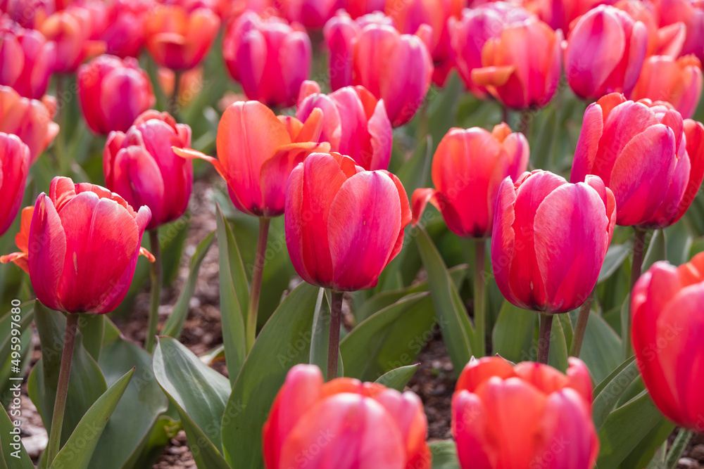 Fototapeta premium Red tulips 
