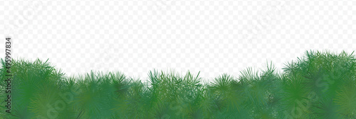 Green grass horizontal border on transparent background spring vector template. Abstract shrub composition for eco decorative design. Organic greenery illustration frame, grassy cover, fresh backdrop