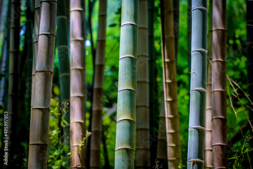 Stalks of bamboo.