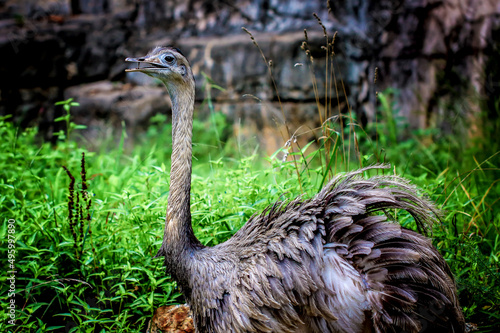 A rheas standing in the grass.