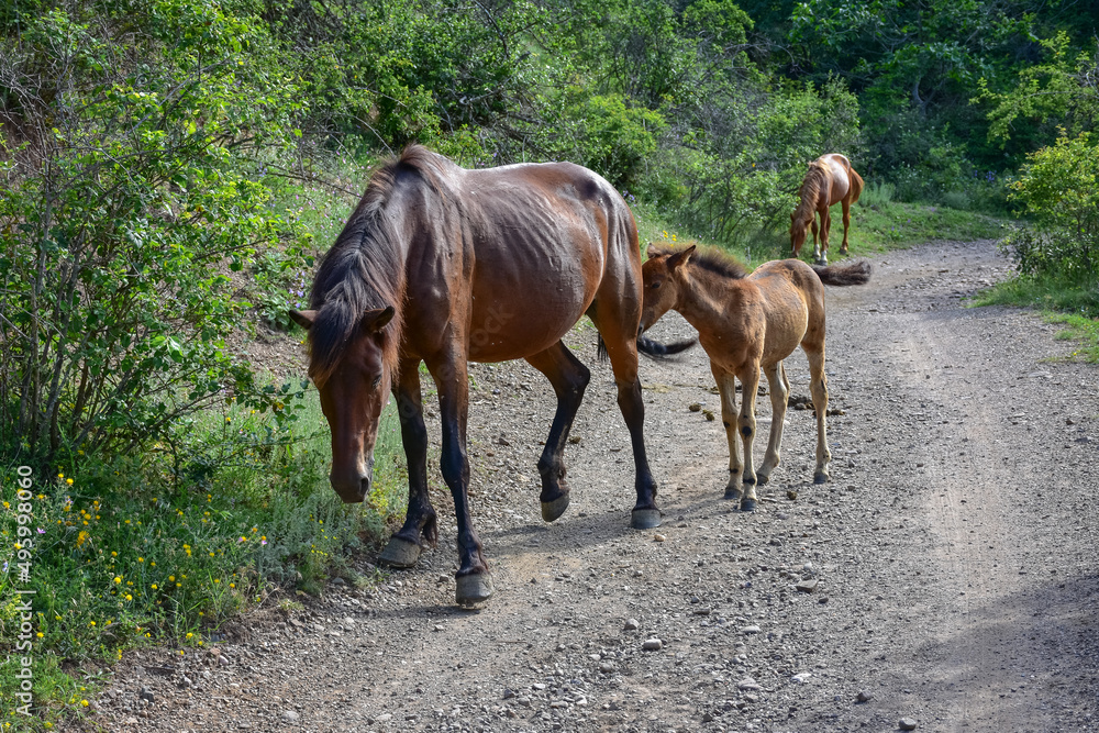 horse grazing in mountains, brown horse, brown horse eating grass horse grazing in mountains, brown horse, brown horse eating grass