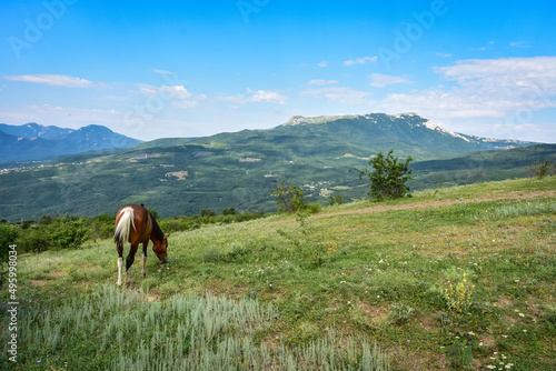 horse grazing in mountains, brown horse, brown horse eating grass © Олег Спиридонов