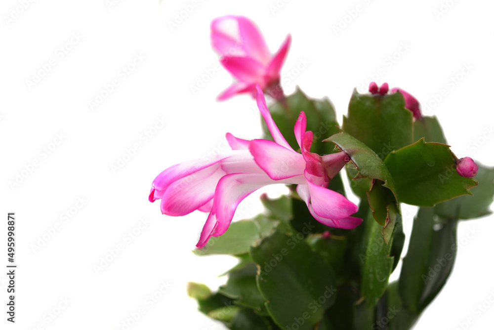 A Petals of pink Cactus (Schlumbergera bridgessii). Christmas Cactus (Schlumbergera bridgessii) blossom in winter as an indoor plant.