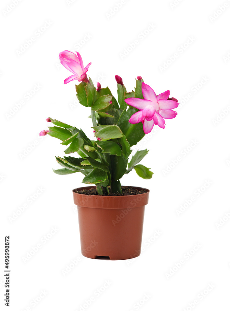 Pink Schlumbergera, Christmas cactus or Thanksgiving cactus on white background.