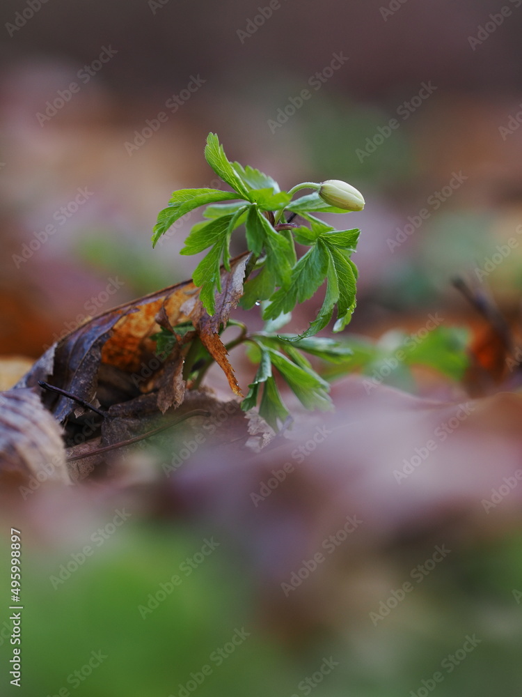 Anemone flower buds in the forest. Anemone flower buds in the forest.