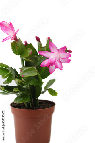 Fototapeta Naklejka Na Ścianę i Meble -  Pink Schlumbergera, Christmas cactus or Thanksgiving cactus on white background.