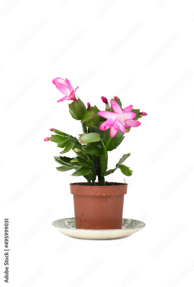 Pink Schlumbergera, Christmas cactus or Thanksgiving cactus on white background.