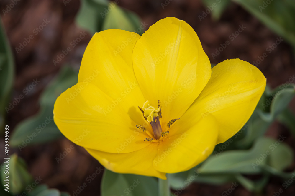 Yellow tulip close-up Yellow tulip close-up