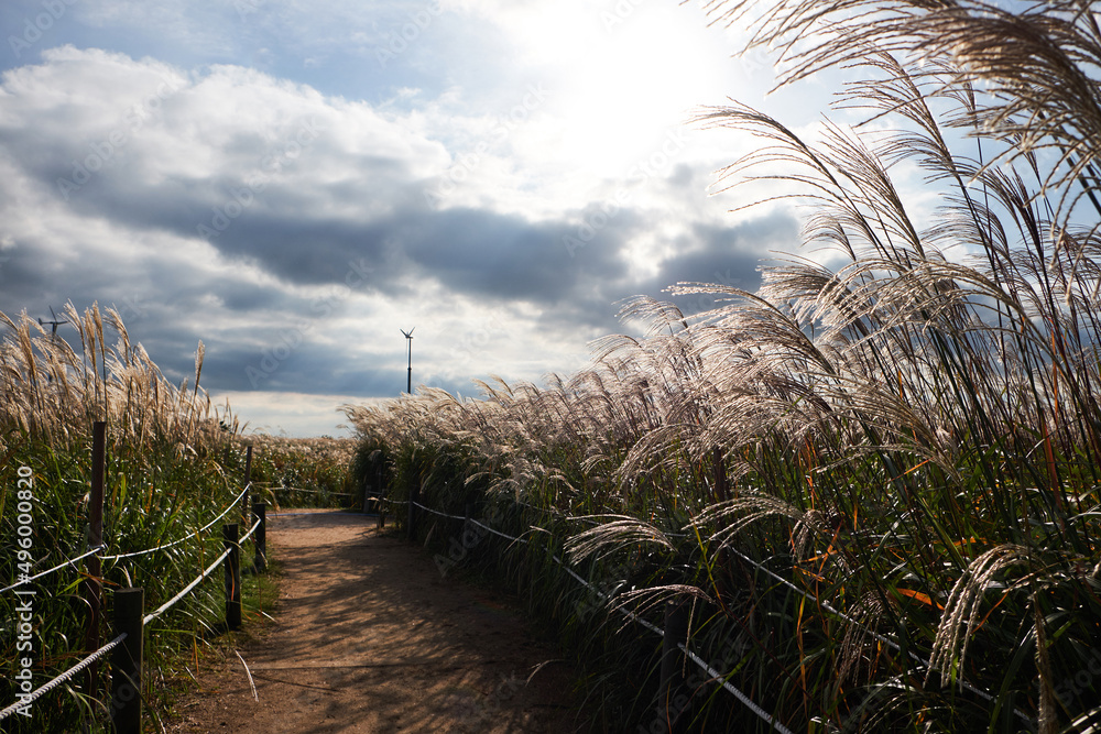 It is a Haneul Park in Seoul where you can see a lot of silver grass.
