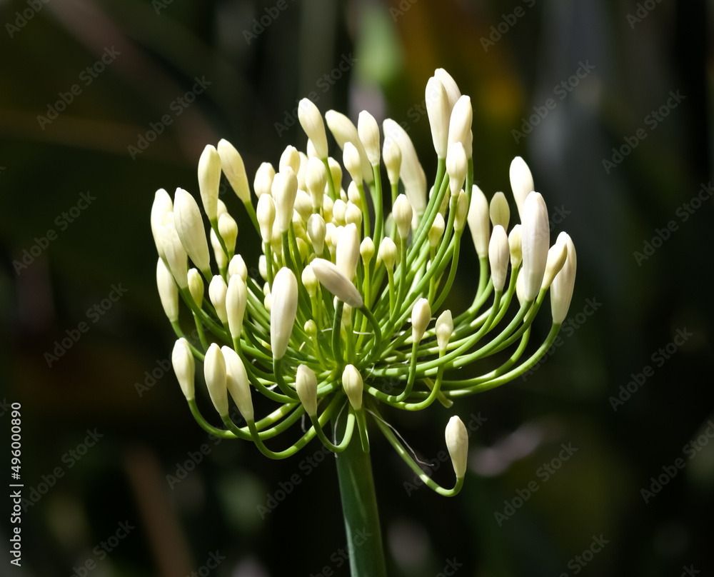 Fototapeta premium white lily of the Nile flower closeup with blurred multicolored background