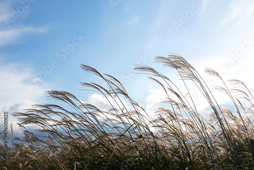 It is a Haneul Park in Seoul where you can see a lot of silver grass.
 photo
