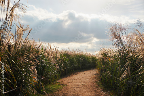 It is a Haneul Park in Seoul where you can see a lot of silver grass.
 photo