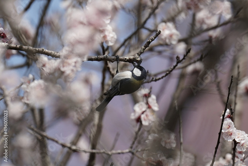 japanese tit on the cherry blossom © Matthewadobe