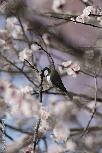 japanese tit on the cherry blossom