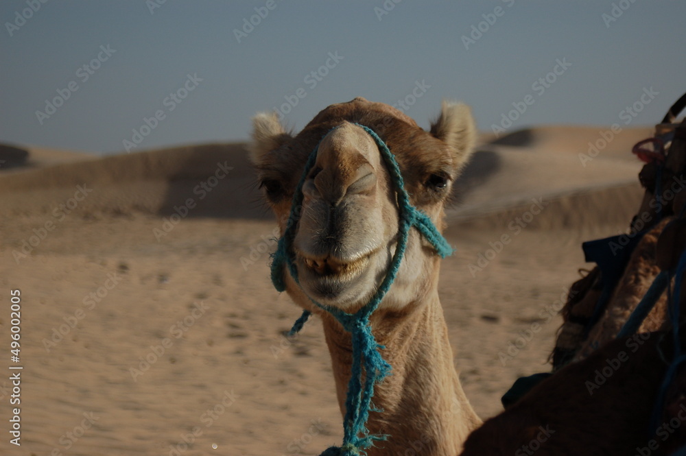 Wielbłąd na pustyni - obrazy, fototapety, plakaty 