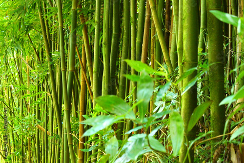 Power to the Green bamboo in the tropical forest
