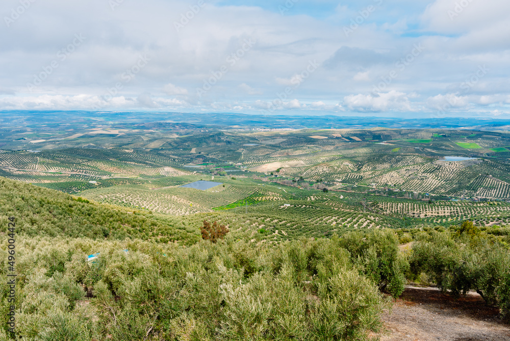 Fototapeta premium Panoramic view of a valley with olive plantations in Andalucia, Jaén.