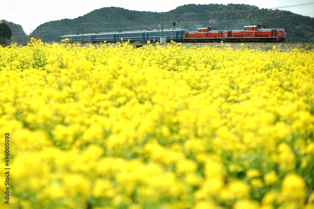Double-headed train running Biwako line at canola flower season