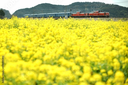 DD51 double-headed train running Biwako line at canola flower season photo