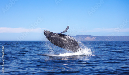 humpback breaching 