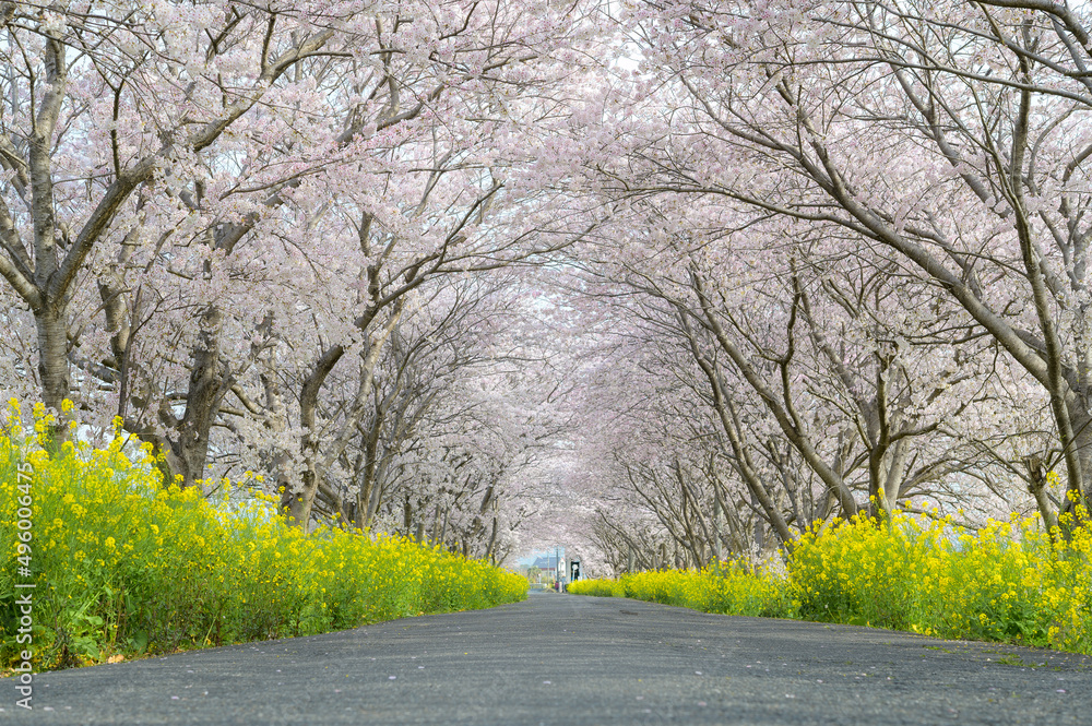 Fototapeta premium 桜のトンネル