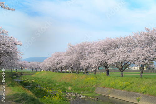 ●草場川の桜並木