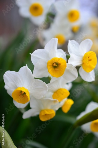 日本水仙　Narcissus tazetta var. chinensis