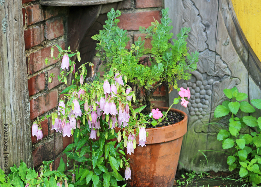 Spotted bellflowers - New Zealand Spotted bellflowers - New Zealand