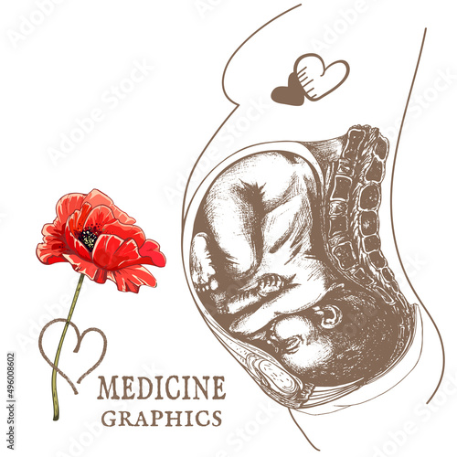 633_anatomical drawing of a baby in the womb_texture, old paper, coffee color baby in the womb, detailed anatomical drawing, line art,poppy flower