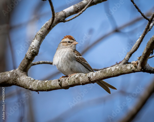 A chipping sparrow perched in a tree. 