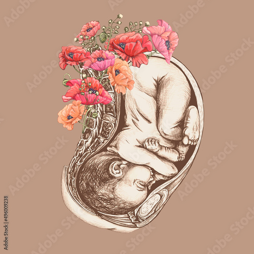 539_anatomical drawing of a baby in the womb_poppies, flowers baby in the uterus, anatomical drawing, flowers, red poppies
