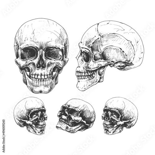 538_skull, side view _human skull (two types)_human skull, proportions, construction human skull, different angles, set of five illustrations, outline, black sketch of head bone