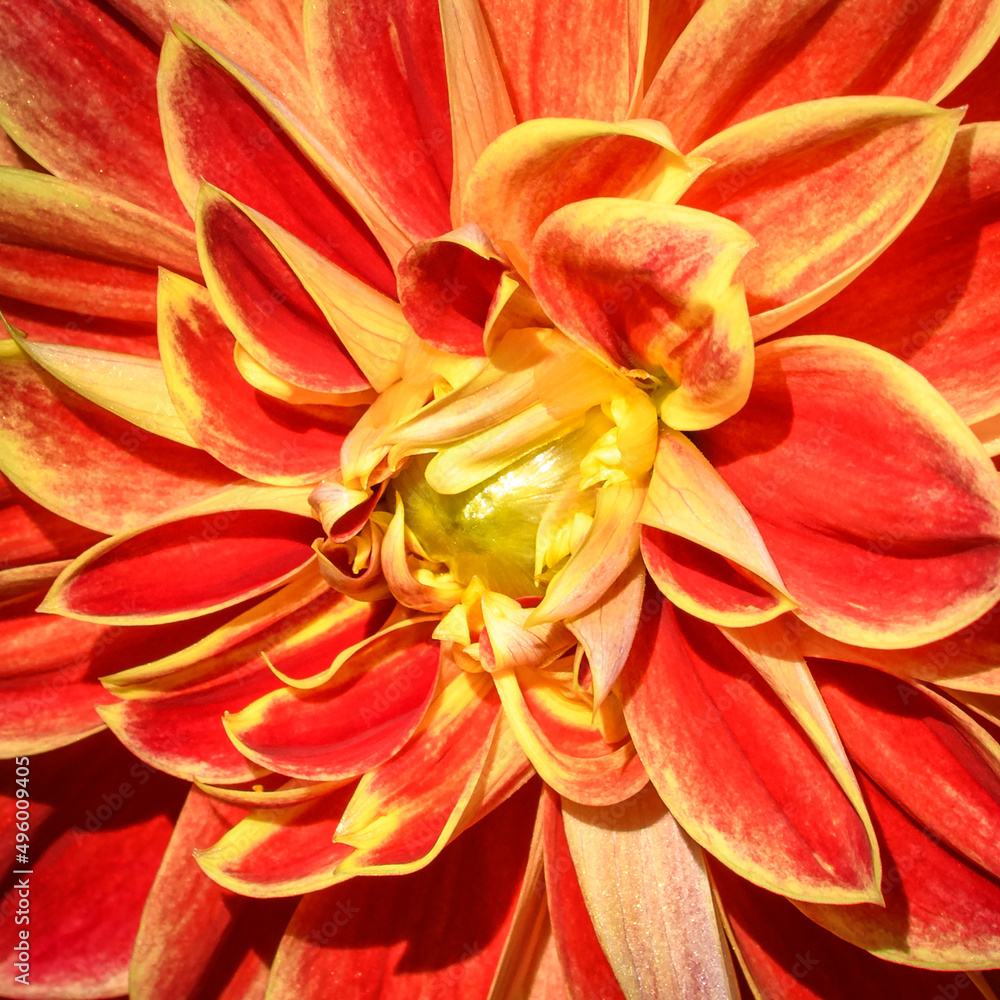 Giverny flower Giverny flower