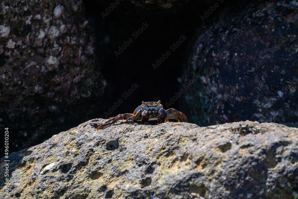 Crabs on the rocks in the sun Crabs on the rocks in the sun