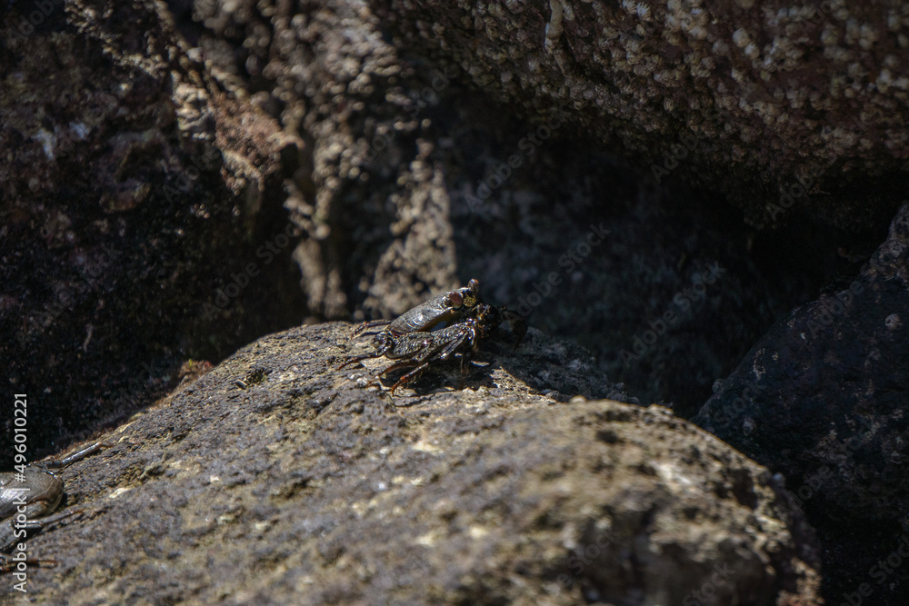 Crabs on the rocks in the sun Crabs on the rocks in the sun