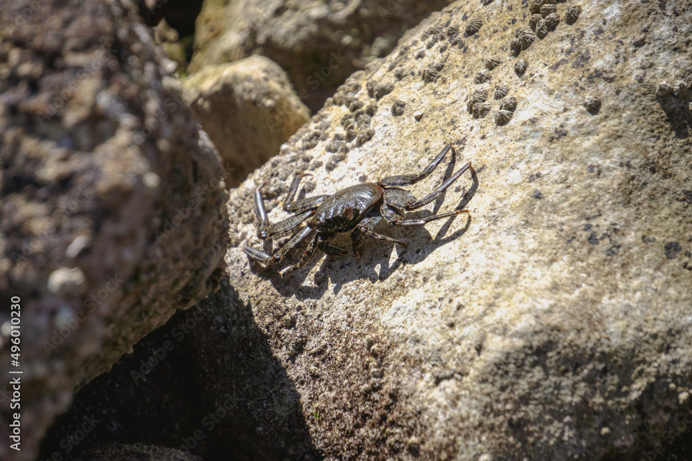 Crabs on the rocks in the sun Crabs on the rocks in the sun