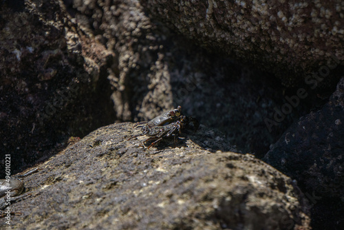 Crabs on the rocks in the sun