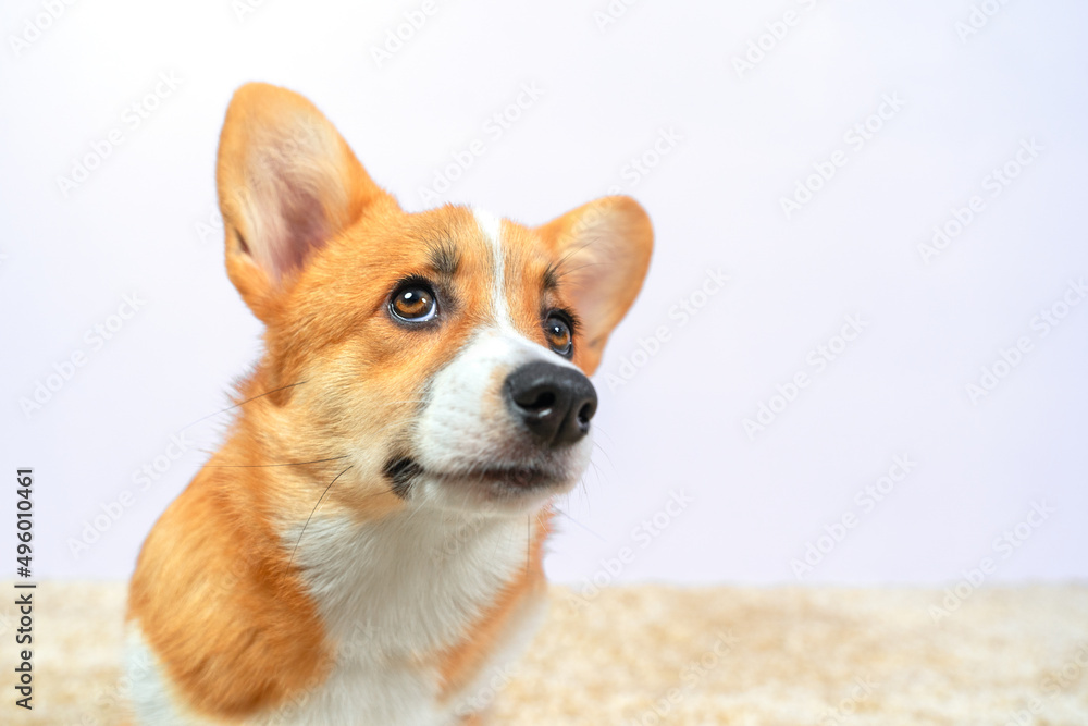 Portrait of funny Welsh corgi Pembroke or cardigan dog with suspicious or curious look, looking up at the owner. Puppy begs for food, wants to go for walks or attracts attention to play with it