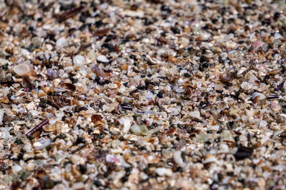 Seashell sand beach in the sun Seashell sand beach in the sun